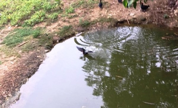 Tự chơi với nhau, hai cháu bé đuối nước dưới ao ảnh 1