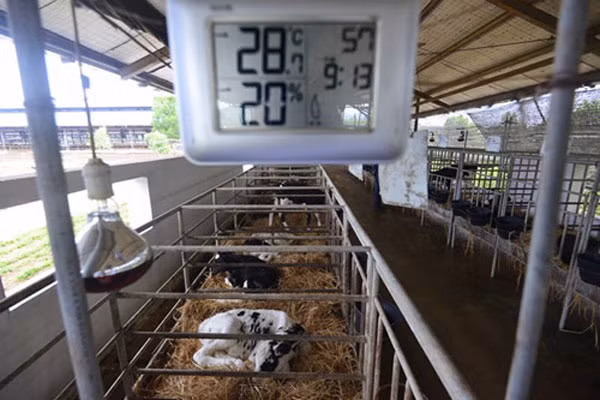28 chuyến bay đặc biệt của Vinamilk ảnh 8