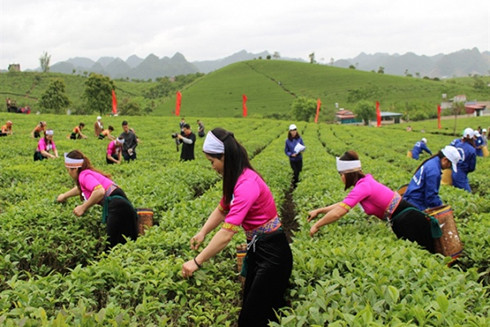 Mê uống trà, không thể bỏ qua Hội Trà 2018 ở Mộc Châu! ảnh 3