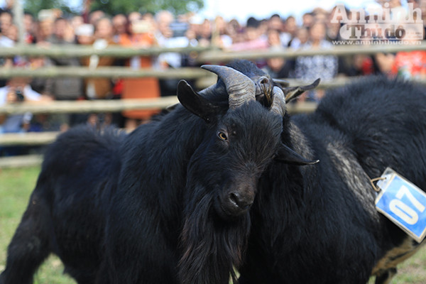 Độc đáo, hài hước lễ hội chọi Dê ảnh 6