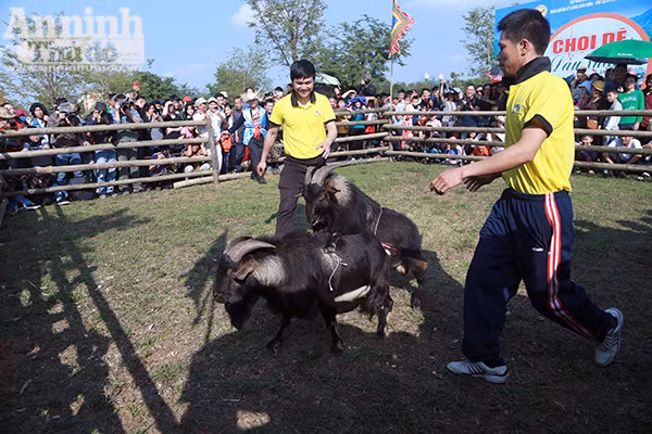 Độc đáo, hài hước lễ hội chọi Dê ảnh 9