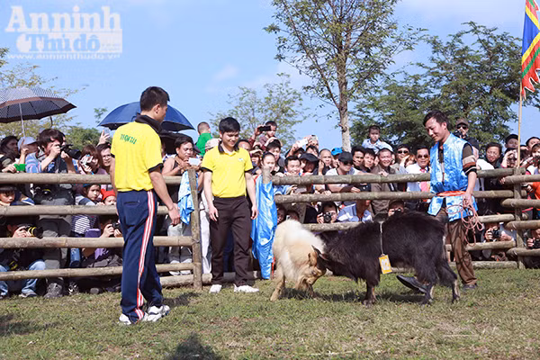 Độc đáo, hài hước lễ hội chọi Dê ảnh 7