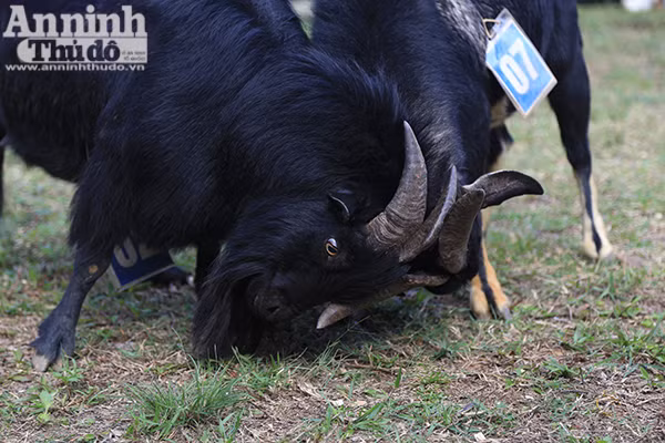 Độc đáo, hài hước lễ hội chọi Dê ảnh 5