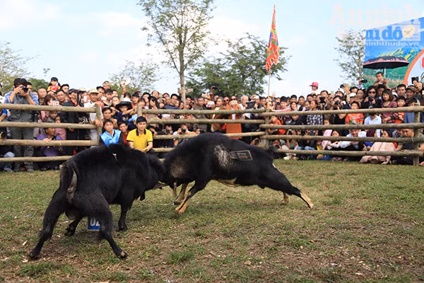 Độc đáo, hài hước lễ hội chọi Dê ảnh 3
