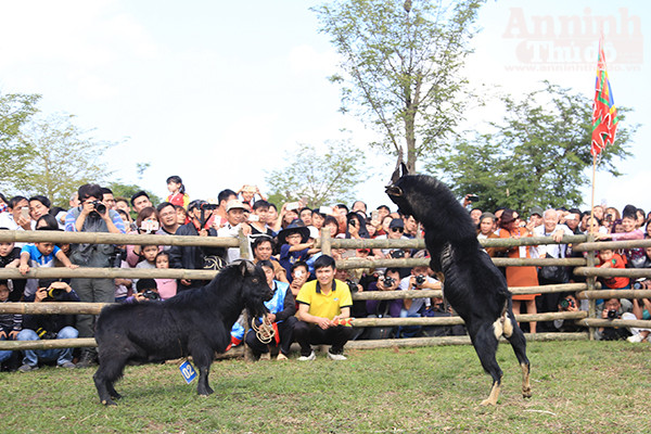 Độc đáo, hài hước lễ hội chọi Dê ảnh 8