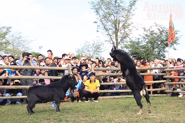 Độc đáo, hài hước lễ hội chọi Dê ảnh 8