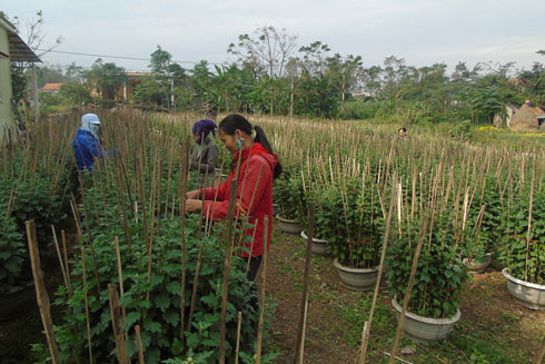 Rét hại kéo dài, người trồng hoa Tết lo lắng ảnh 1
