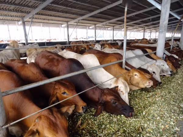 Thực phẩm Tết, nguy cơ thịt “ngoại” lấn át ảnh 1