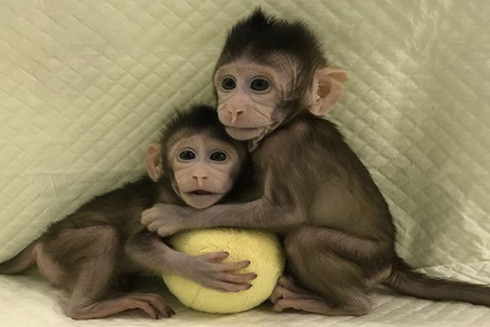 Lo ngại khi Trung Quốc nhân bản khỉ thành công ảnh 1