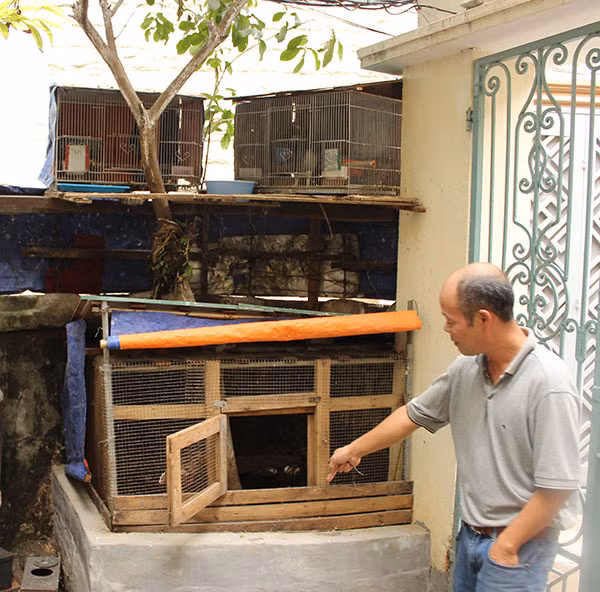 Lạc vào những "vườn rau mini" của người dân Hà Nội ảnh 8