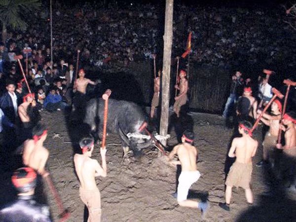 Cần điều chỉnh những lễ hội mang tính chất dã man ảnh 1