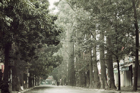 Chuyện những cây xanh trăm tuổi của Hà Nội ảnh 2