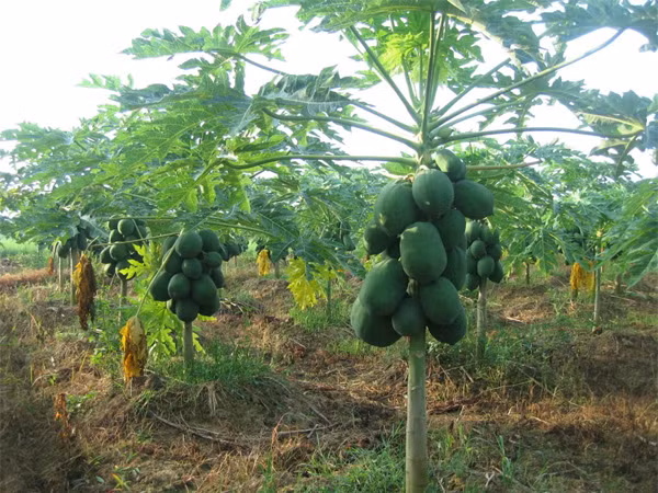 Chữa ung thư bằng lá đu đủ - đừng để mất “cơ hội vàng” ảnh 1