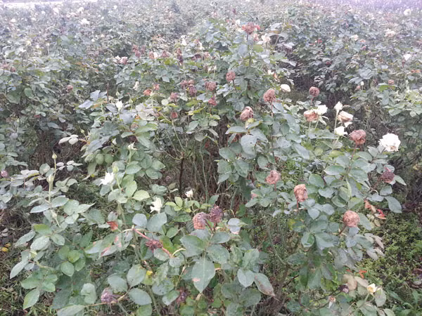 Mưa dầm, rau xanh thất bát ảnh 2