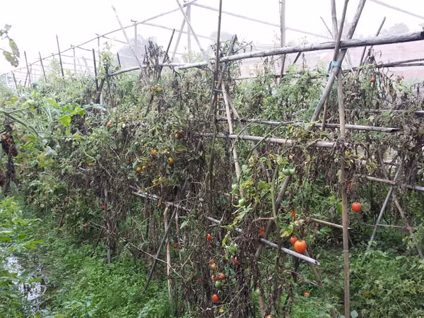 Mưa dầm, rau xanh thất bát ảnh 1