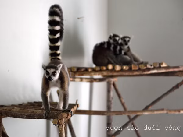 Vinpearl Safari Phú Quốc đón đợt động vật quý hiếm đầu tiên ảnh 4