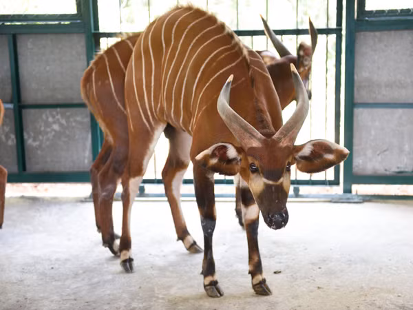 Vinpearl Safari Phú Quốc đón đợt động vật quý hiếm đầu tiên ảnh 9