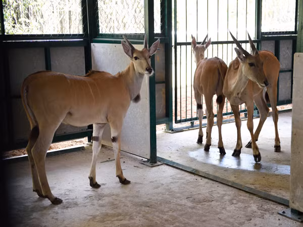 Vinpearl Safari Phú Quốc đón đợt động vật quý hiếm đầu tiên ảnh 8
