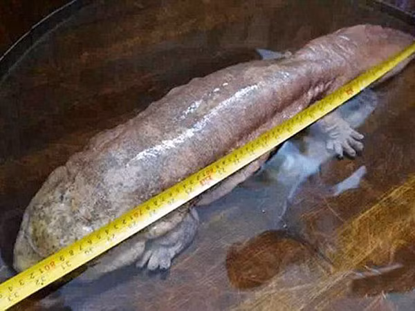 Bắt được con kỳ nhông khổng lồ, giống "sinh vật lạ ở Vĩnh Phúc" ảnh 3