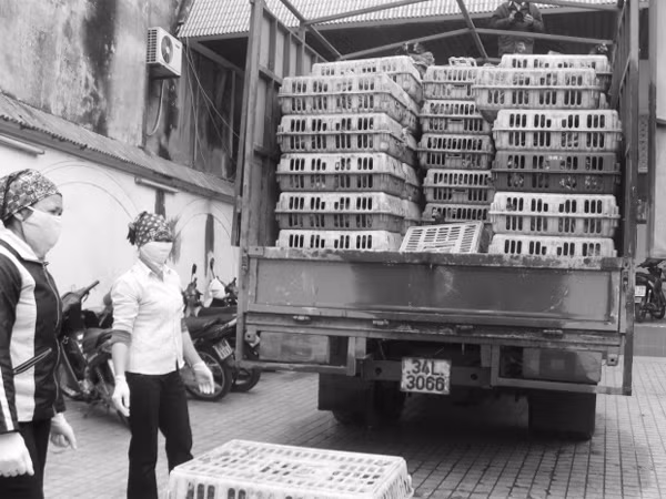 Thúc đẩy nhập khẩu gia cầm Trung Quốc: Dễ rước họa vào nhà ảnh 1