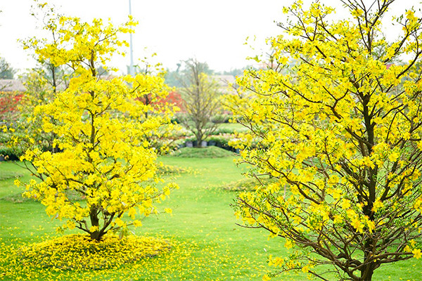 Những kỷ lục "gây choáng" trong Lễ hội hoa xuân lớn nhất Việt Nam ảnh 1