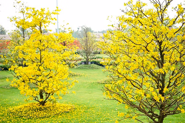 Những kỷ lục "gây choáng" trong Lễ hội hoa xuân lớn nhất Việt Nam ảnh 1