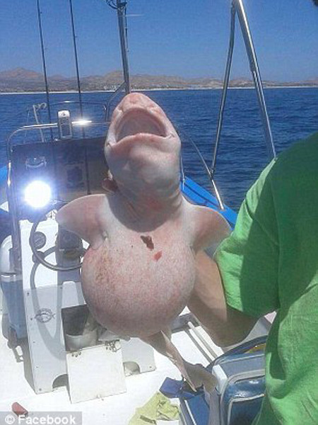 Bắt được "cá ngoài hành tinh" ở ngoài khơi biển Mexico ảnh 4