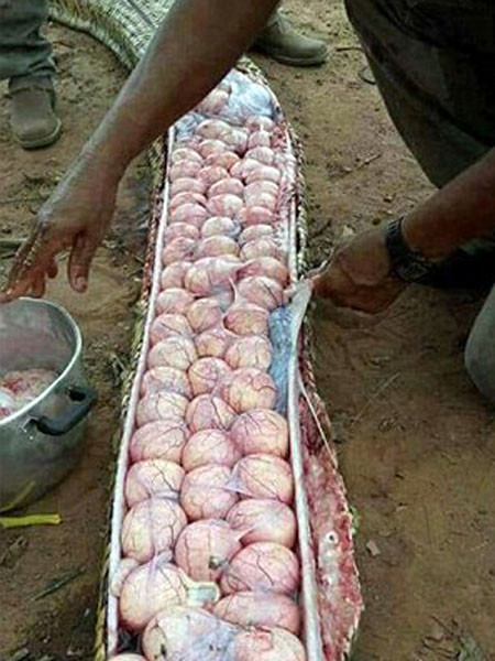 Phát hiện gây sốc khi mổ bụng trăn khổng lồ ảnh 1