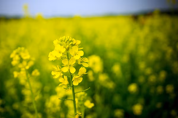 Hoa cải cuối đông rực rỡ ven sông ảnh 3