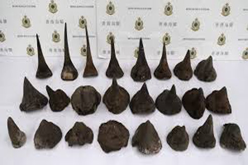 Hồng Kông tịch thu số lượng kỷ lục sừng tê giác tại sân bay ảnh 1