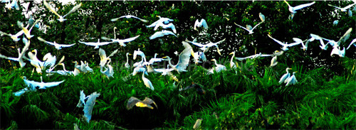 Bạc Liêu - đâu chỉ có một dòng tộc lẫy lừng ảnh 2