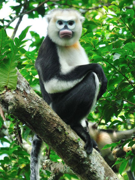 Vingroup công bố chương trình bảo tồn động vật Vinpearl Safari ảnh 1 Vingroup công bố chương trình bảo tồn động vật Vinpearl Safari ảnh 1