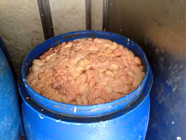 Dùng ô tô vận chuyển gần nửa tấn nội tạng hôi thối đi tiêu thụ ảnh 4