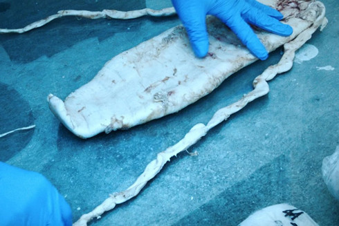 Mexico với cuộc chiến ngầm chống tội phạm môi trường, bảo vệ sinh vật biển có nguy cơ tuyệt chủng ảnh 2