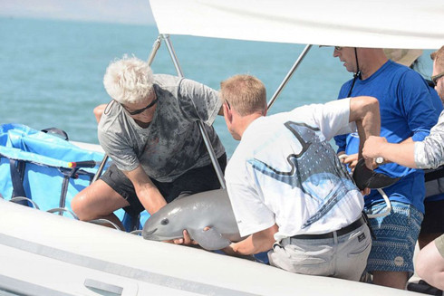 Mexico với cuộc chiến ngầm chống tội phạm môi trường, bảo vệ sinh vật biển có nguy cơ tuyệt chủng ảnh 1