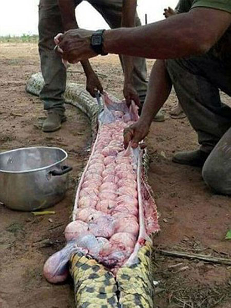 Phát hiện gây sốc khi mổ bụng trăn khổng lồ ảnh 2