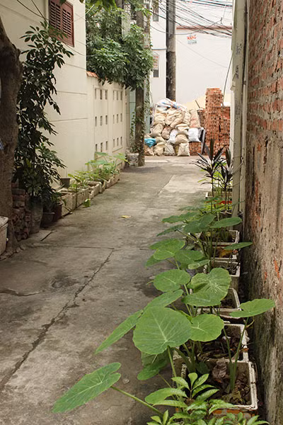 Lạc vào những "vườn rau mini" của người dân Hà Nội ảnh 4