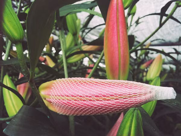 Nước mắt hoa ly ảnh 2