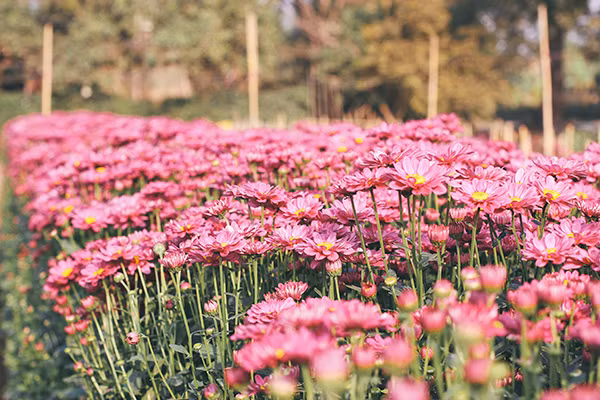 Ghé thăm những cánh đồng hoa Tây Tựu ngày cận Tết ảnh 2