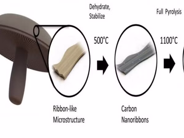 Pin siêu bền làm từ nấm ảnh 1