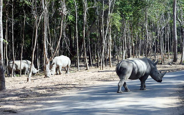 Tê giác con đầu tiên chào đời tại Vinpearl Safari Phú Quốc ảnh 4