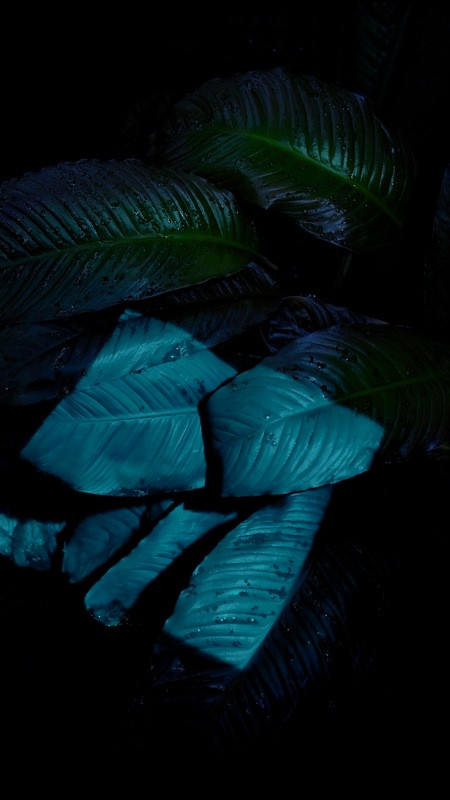 iPhone 6S và 6S Plus rò rỉ giá bán, thêm tính năng mới? ảnh 2