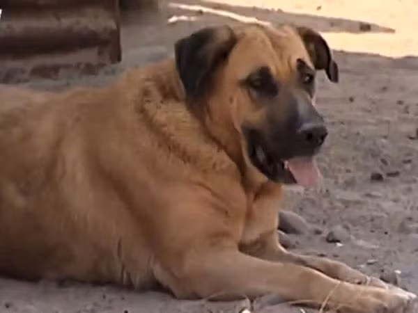 Em bé 2 tuổi sống sót kỳ diệu nhờ được bú sữa của "cô chó tốt bụng" ảnh 2