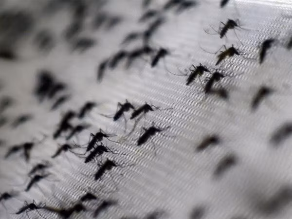 Mexico đi tiên phong trong sử dụng vaccine chống sốt xuất huyết ảnh 1