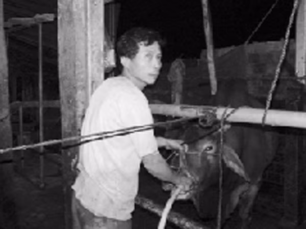 Cận cảnh lò mổ bơm nước để tăng trọng cho bò ảnh 1