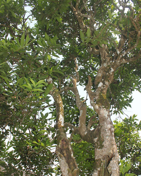 Báu vật chốn thâm sơn ảnh 2