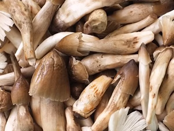 Điên đảo vì ma trận nấm mối ảnh 1