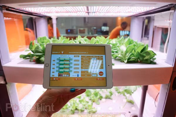 Trồng rau thật bằng iPad ảnh 6