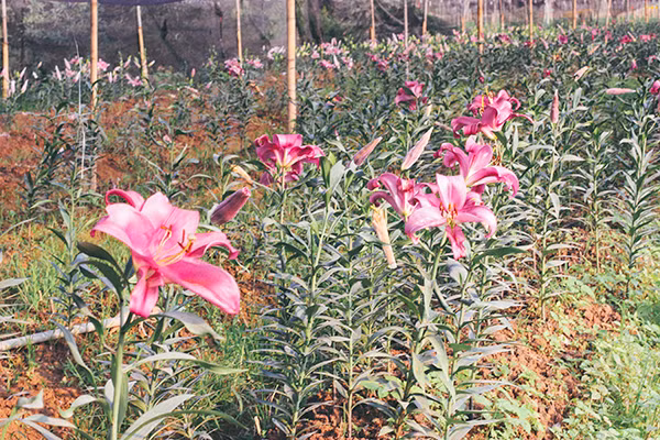 Ghé thăm những cánh đồng hoa Tây Tựu ngày cận Tết ảnh 5