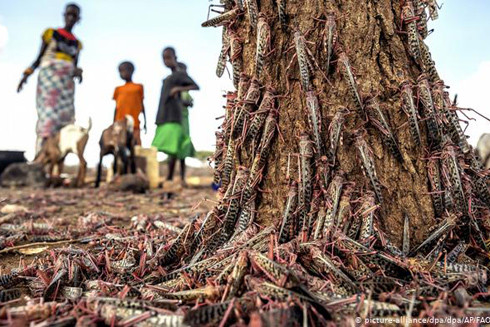 Giải pháp giúp Đông Phi chống đỡ dịch châu chấu giữa thời Covid-19 ảnh 1